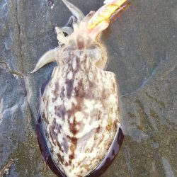 アオリは何処に